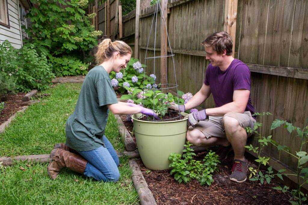 Pruning Shrubs and Trees