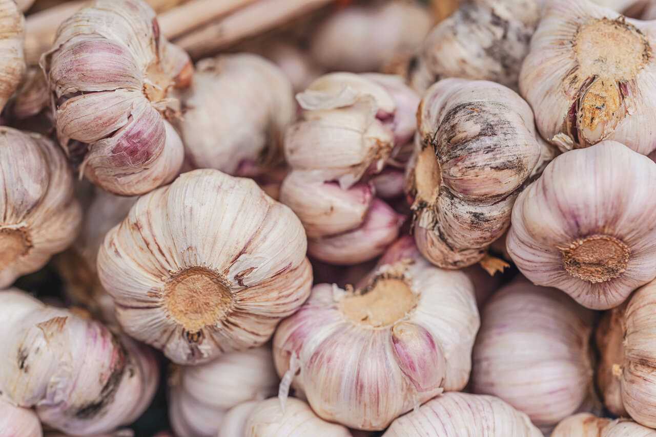 Tips for Using Garlic in Cooking