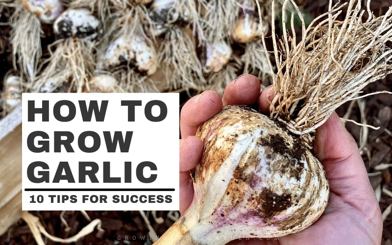 Preparing the Soil for Garlic