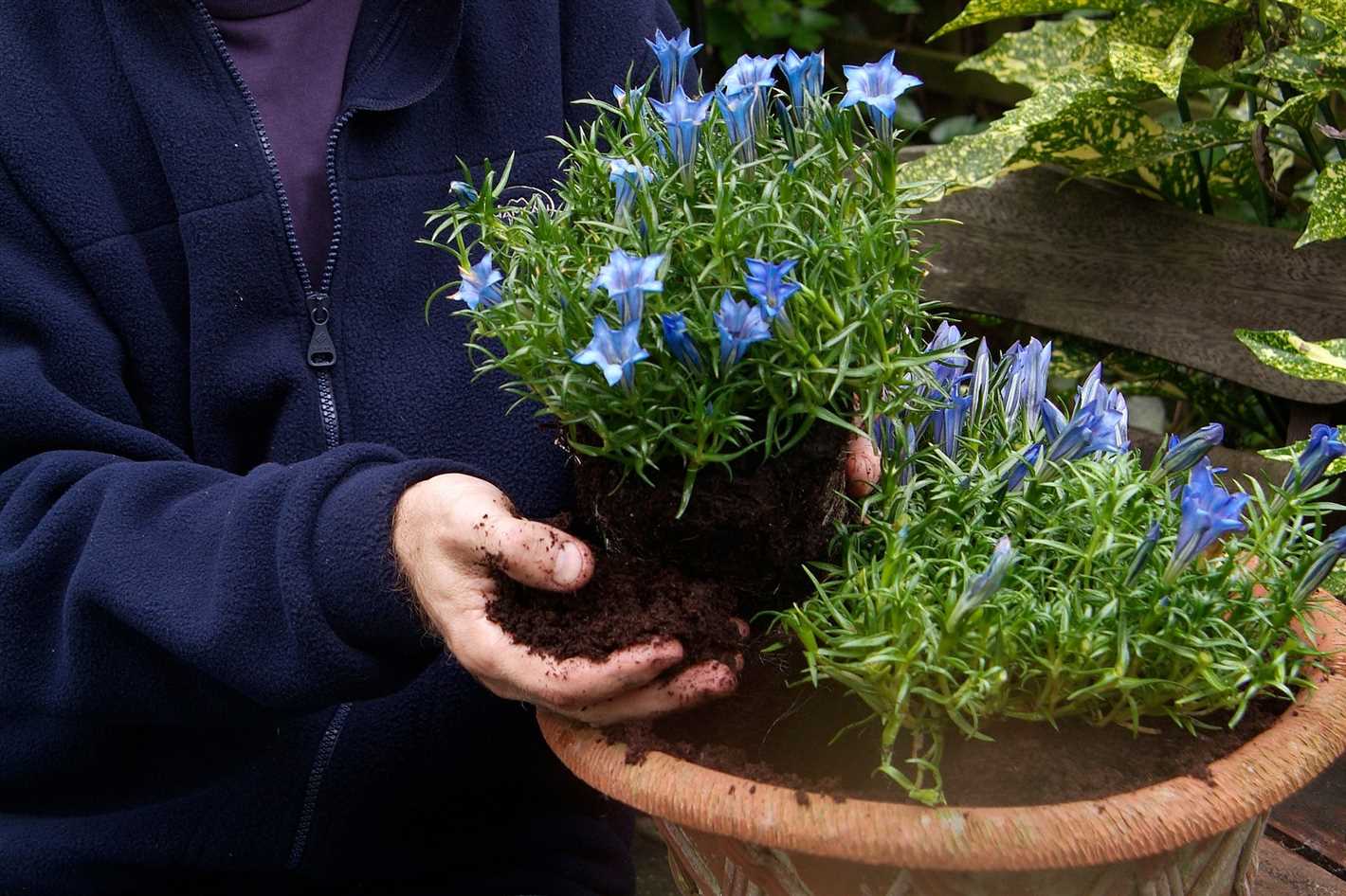 Propagation of Gentian: Methods and Tips