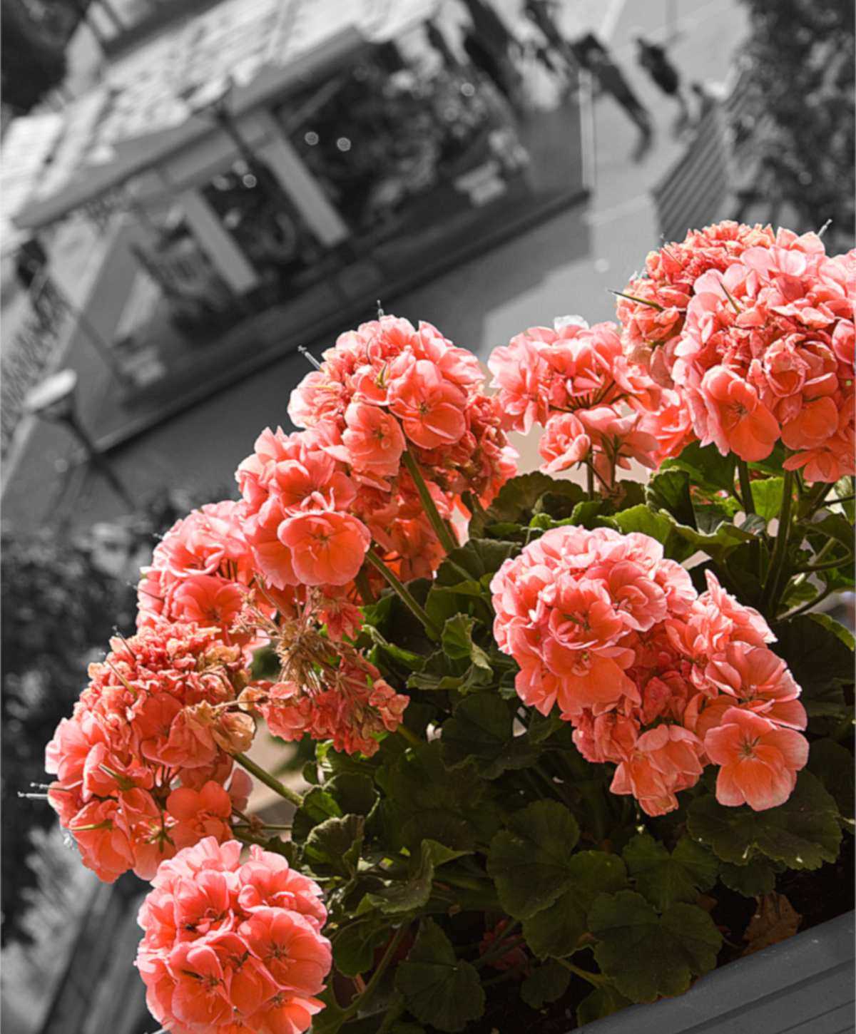 5. Replant geraniums in the spring