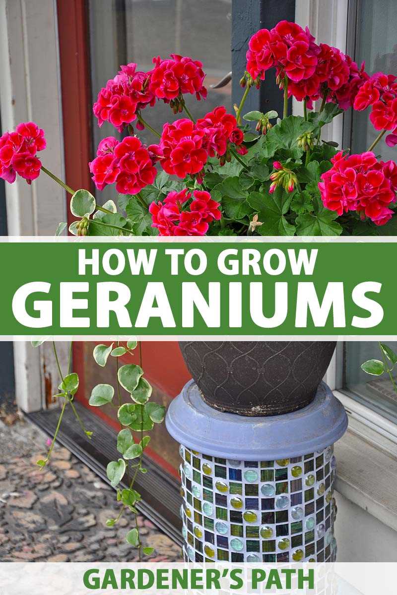 Watering Geraniums: Dos and Don'ts