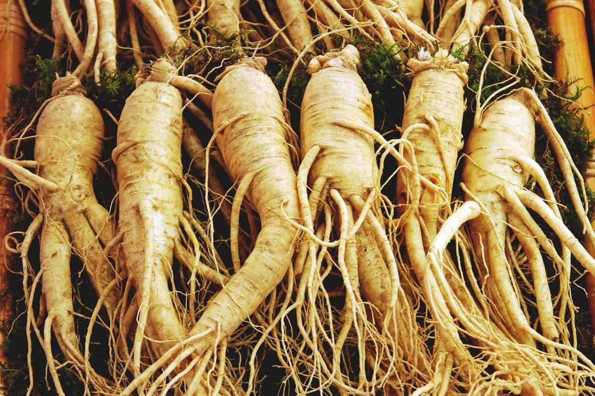 White Ginseng