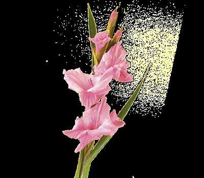 Cultivation and Care of Gladiolus