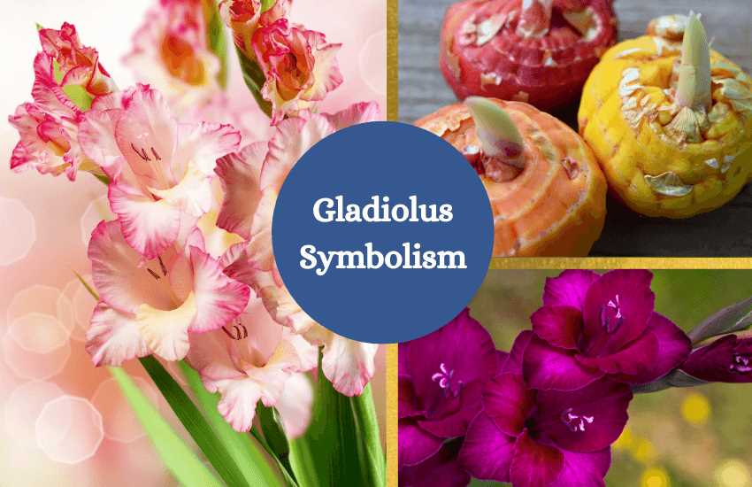 Gladiolus: Symbolism in Art and Culture