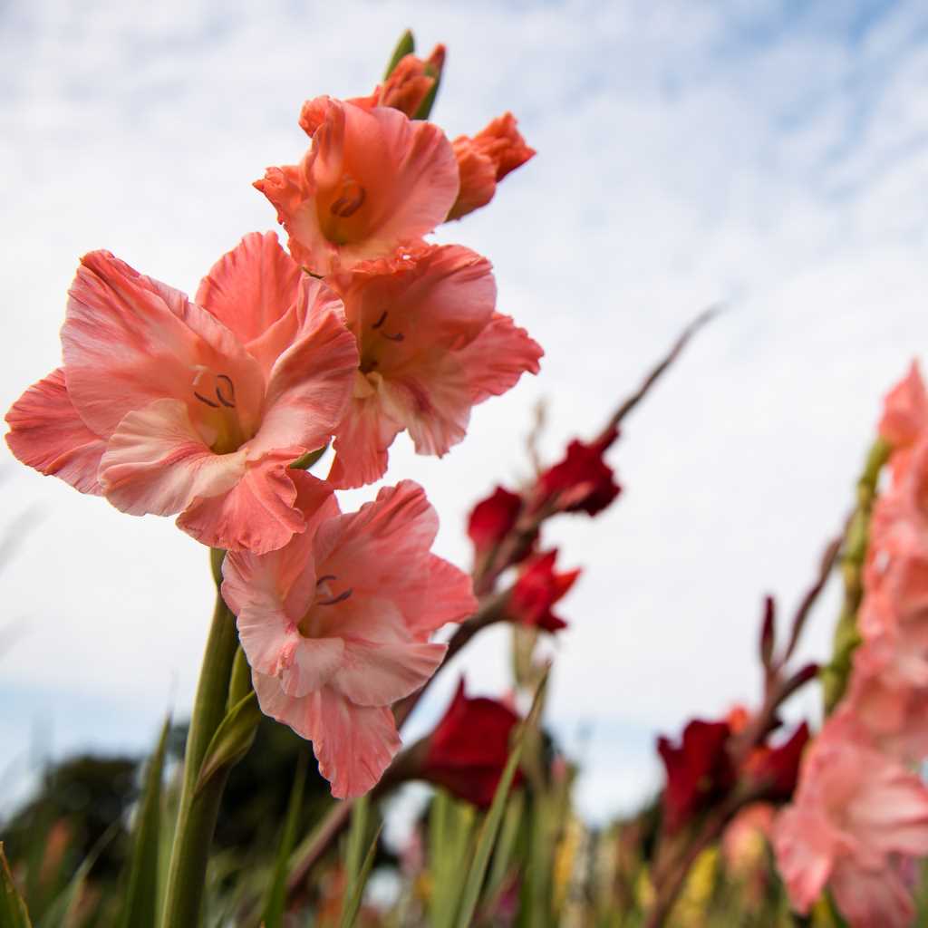 Gladiolus in Paintings and Sculptures