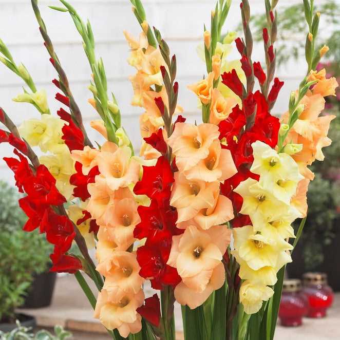 Gladioluses and dahlias: the most beautiful varieties