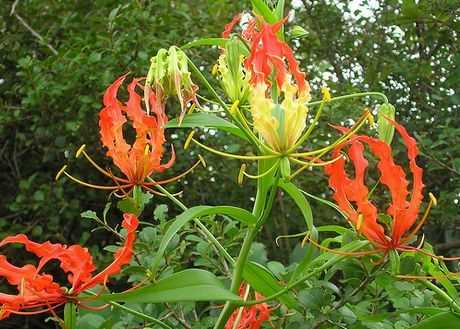 In addition to their stunning flowers, Gloriosa plants also produce attractive seed pods. These pods contain numerous seeds that can be collected and planted to propagate new plants. However, it is worth noting that Gloriosa seeds are toxic and should be handled with care.