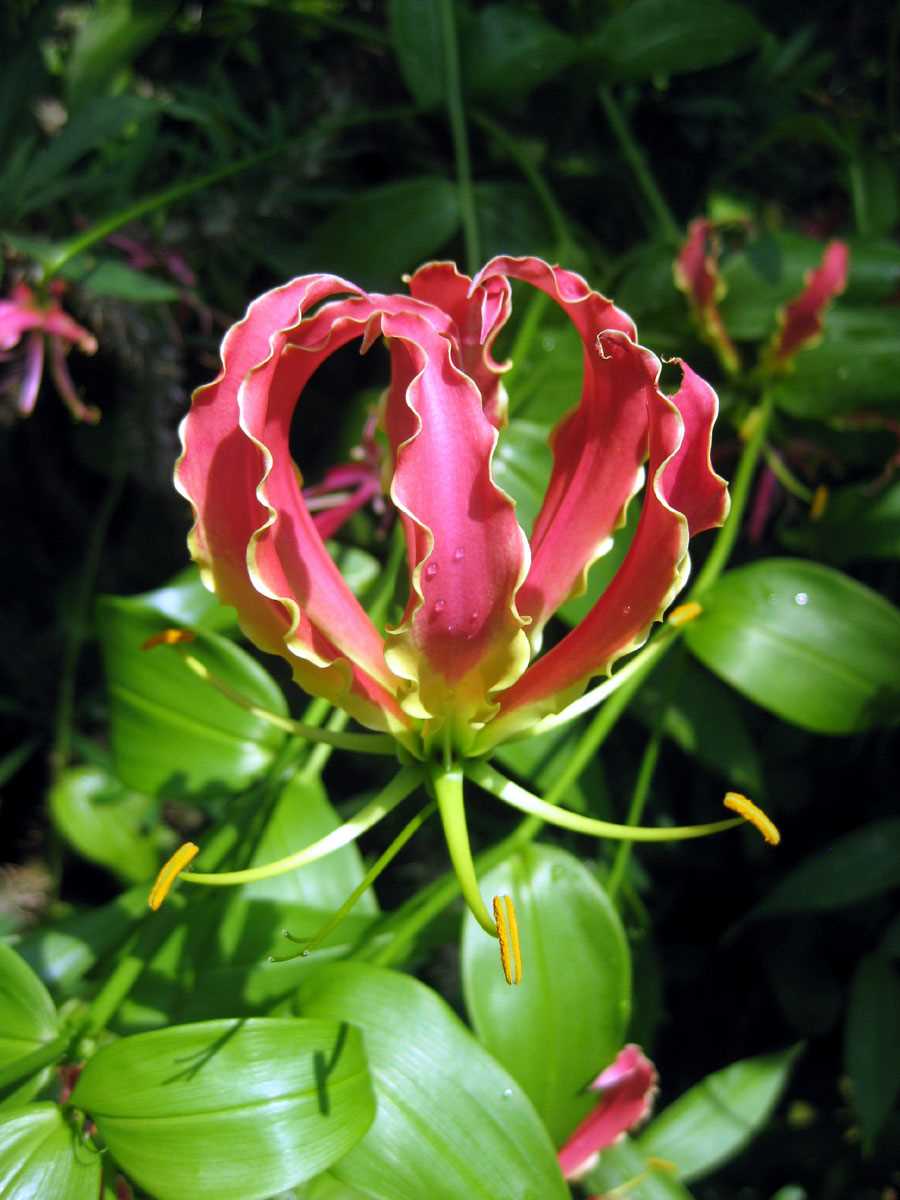 One of the most popular species of Gloriosa is Gloriosa superba, also known as flame lily or fire lily. This species features flowers with distinct flame-like petals that curl backward, giving it an exquisite and unique appearance. Gloriosa superba is widely cultivated as an ornamental plant, both in gardens and as a potted plant.