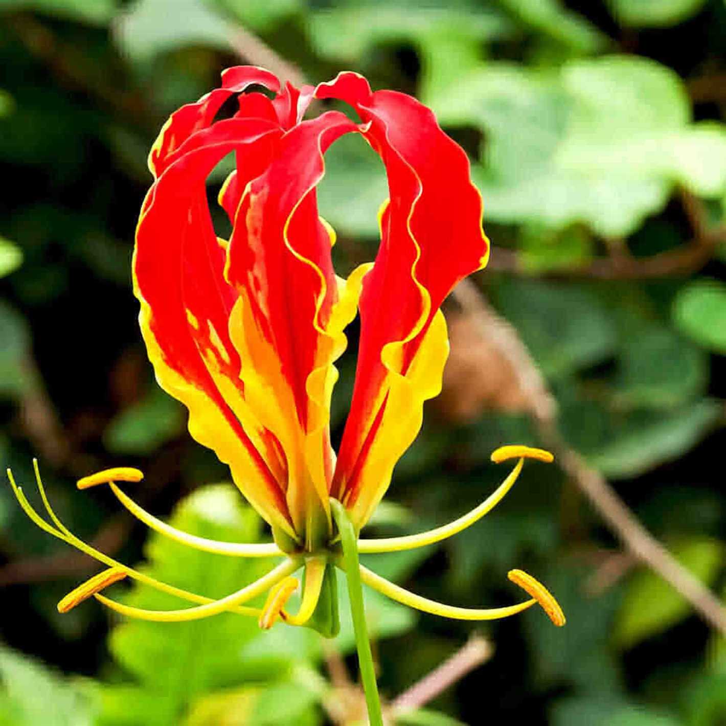 When it comes to caring for Gloriosa plants, they require specific conditions to thrive. They prefer well-draining soil and a sunny or partially shaded location. Gloriosa plants are climbers, so they need support such as a trellis or a stake to grow on. It is important to provide regular watering, especially during the growing season, but be careful not to overwater as this can cause root rot.