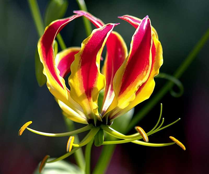 If you're looking to add a touch of exotic beauty to your garden or indoor space, Gloriosa is an excellent choice. With its dazzling flowers, unique growth habit, and easy maintenance, it is sure to be a focal point in any setting.