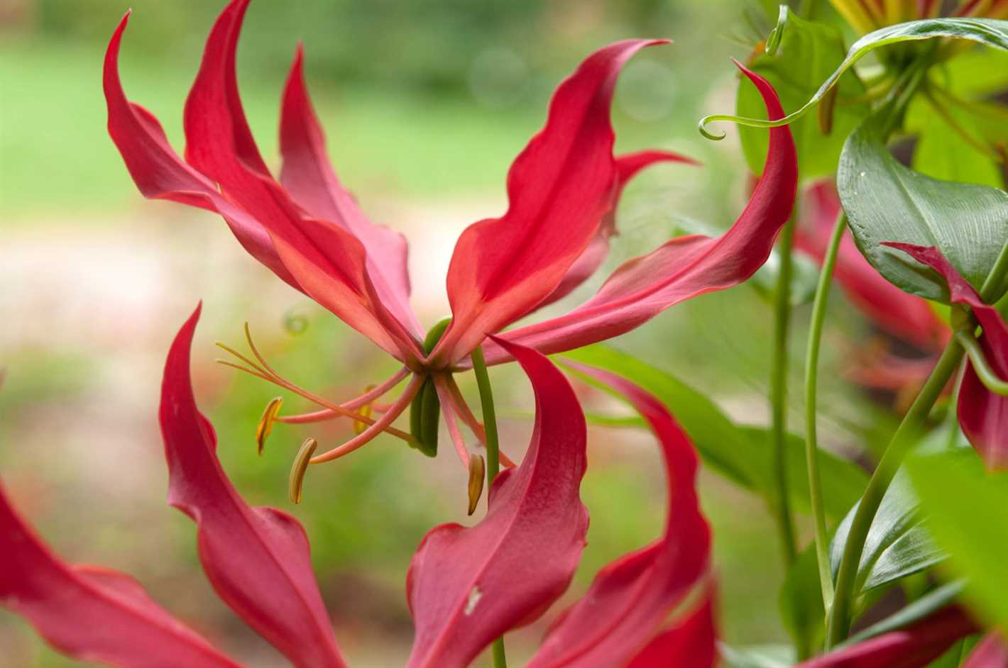 Gloriosa is a genus of beautiful flowering plants that belong to the family Colchicaceae. These plants are known for their striking and vibrant flowers, which come in a variety of colors such as red, orange, and yellow. Gloriosa plants are native to tropical regions of Africa and Asia, where they can be found growing in forests, grasslands, and marshes.