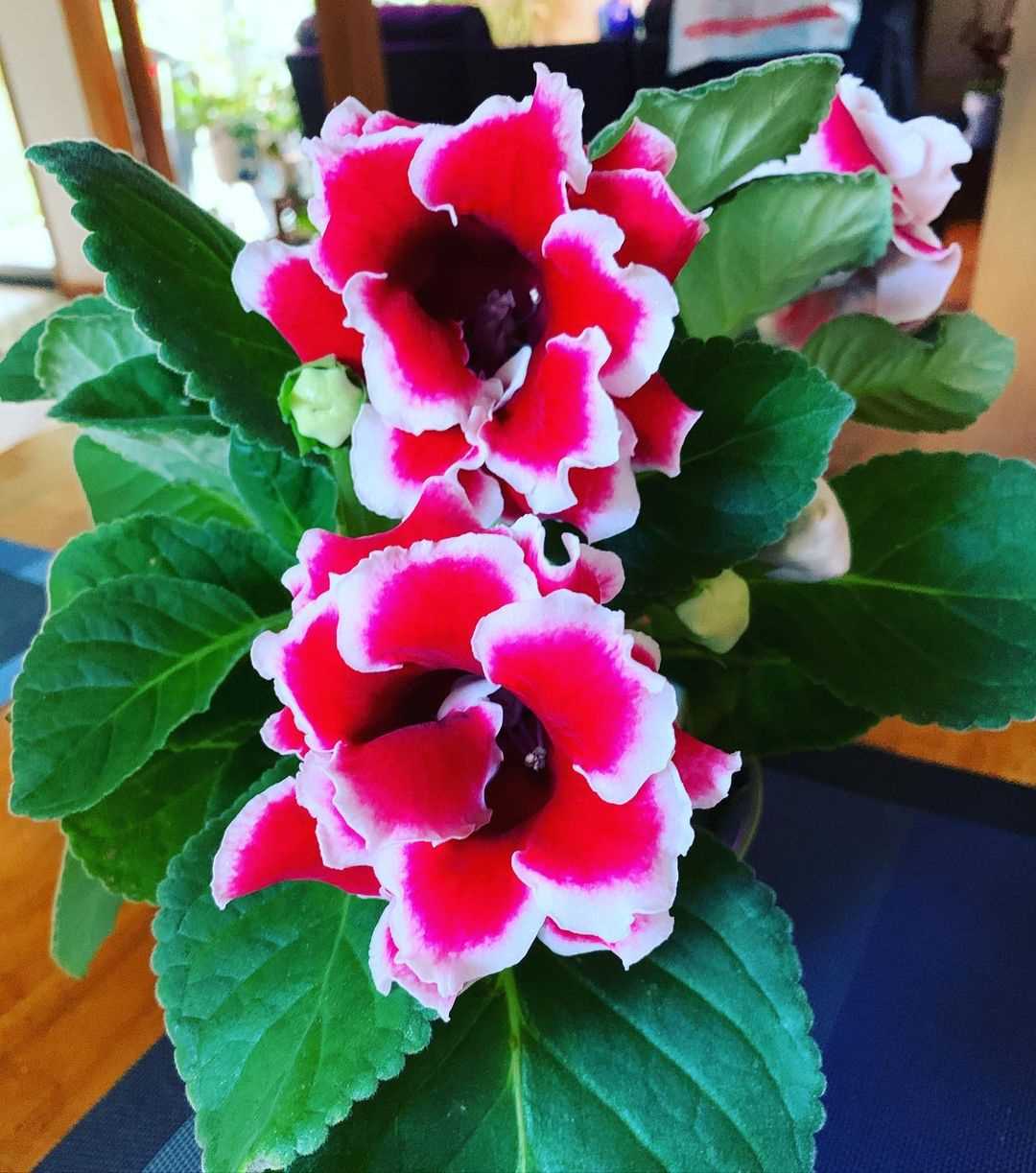 7. Wintering Your Gloxinia