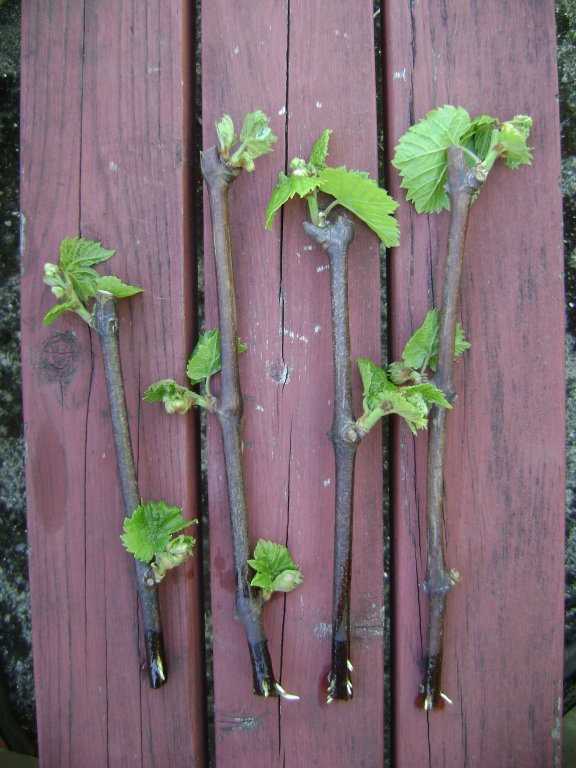 1. Selection of Cuttings