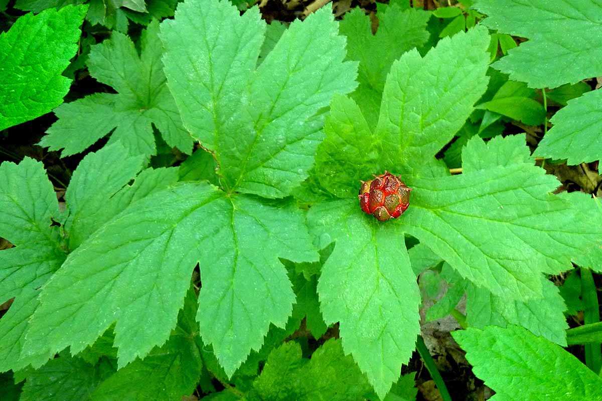 2. Hydrastis palmatum