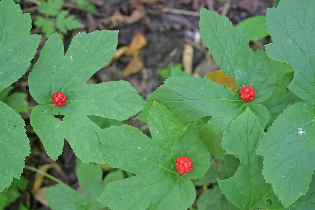 4. Hydrastis cuspidata