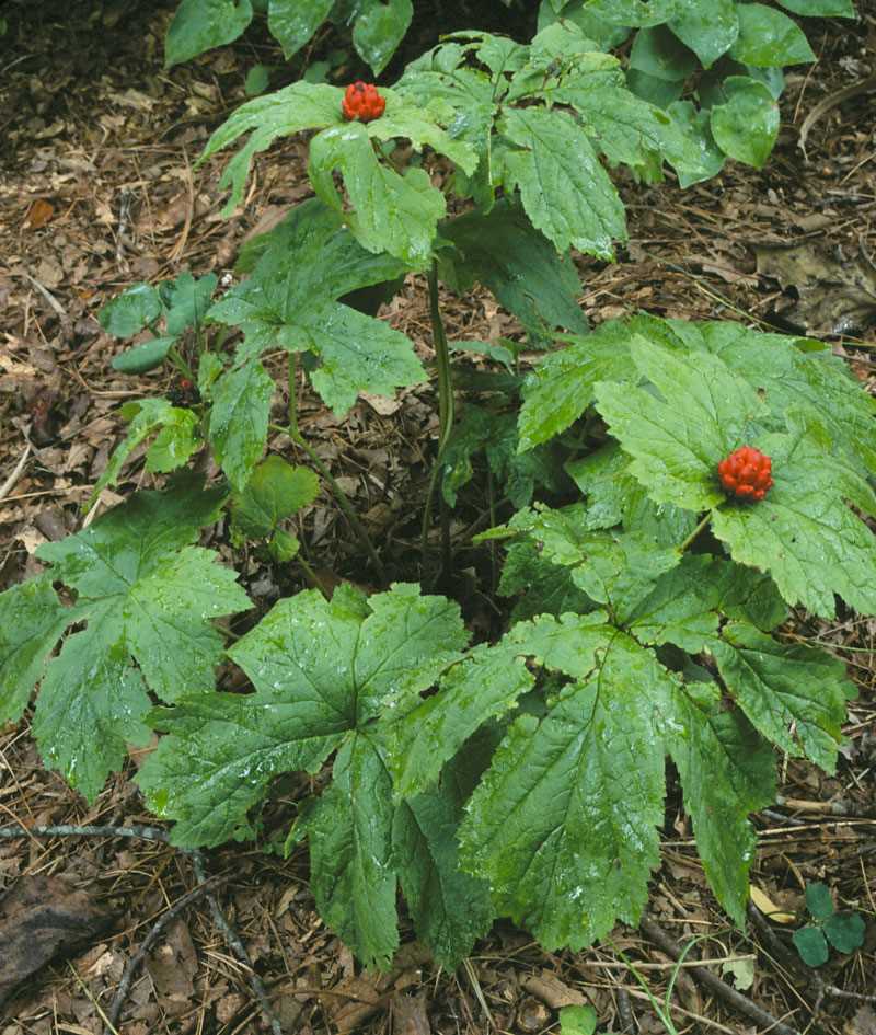 Different Species of Goldenseal