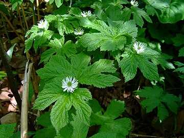 Side Effects and Precautions for Using Goldenseal