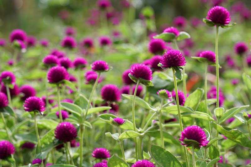 Gomphrena: cultivation, care, types and varieties