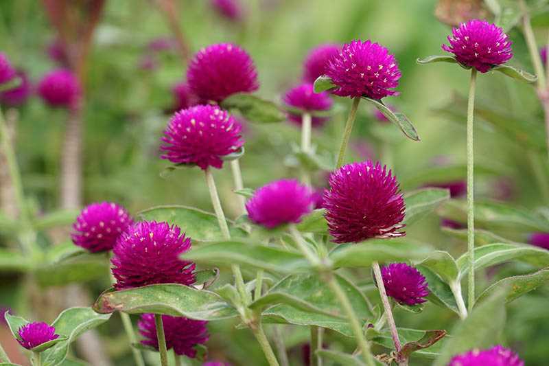 10. How tall does Gomphrena grow?