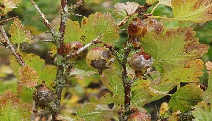 Varieties of Gooseberries