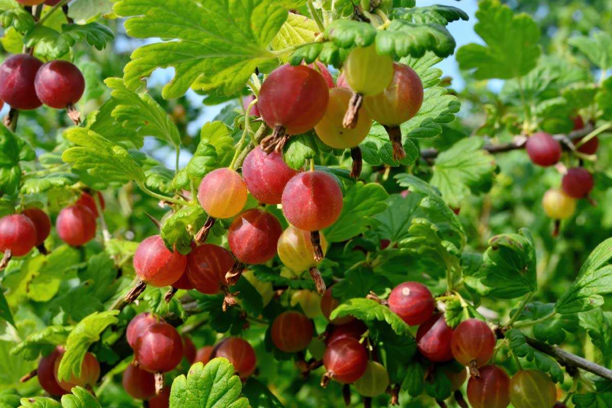 Growing Gooseberries