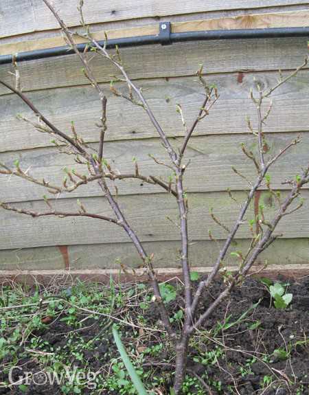 4. Early spring growth