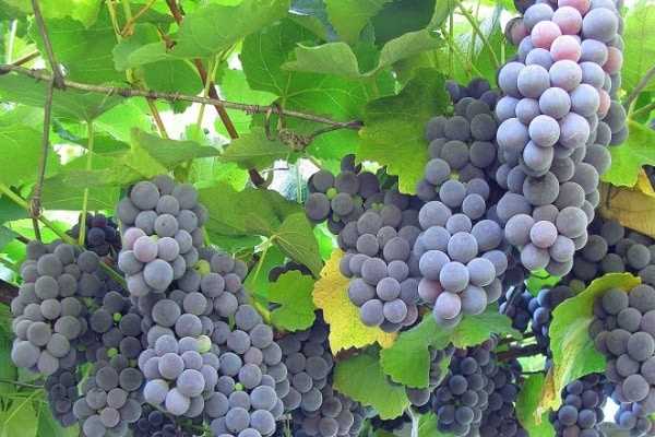 Expert Advice for Protecting Grapevines in Autumn
