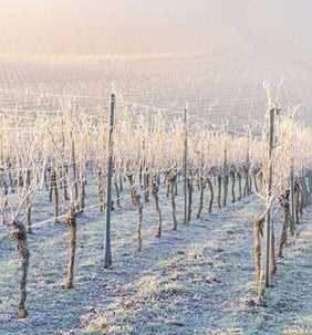 How Grapevines Provide Effective Frost Protection