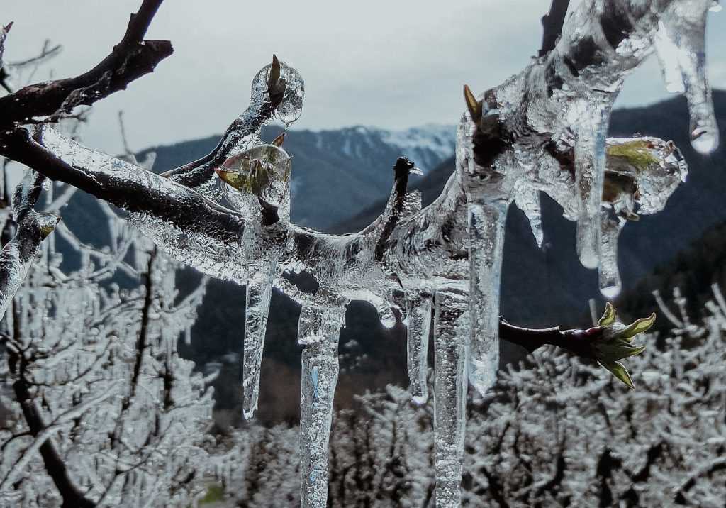 The Challenges Faced with Traditional Frost Protection Strategies