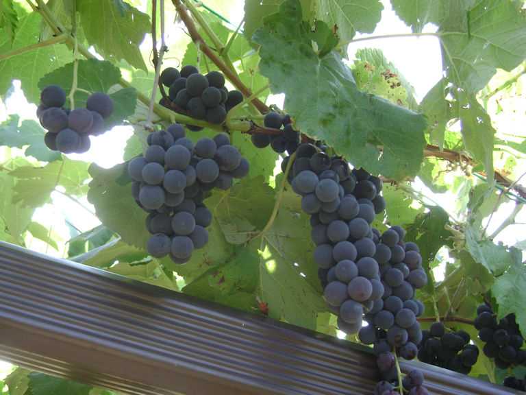 Understanding the Grape Industry