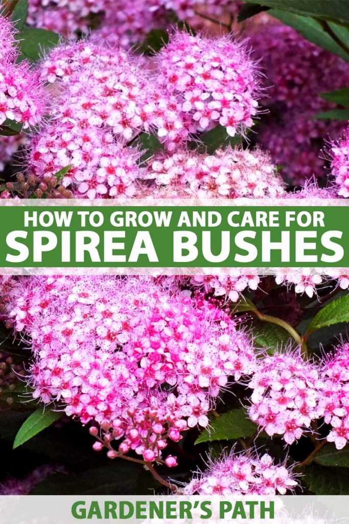 Choosing the Right Location for Grey Spirea