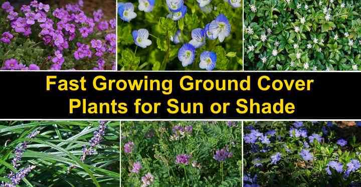 Types of Ground Cover Plants