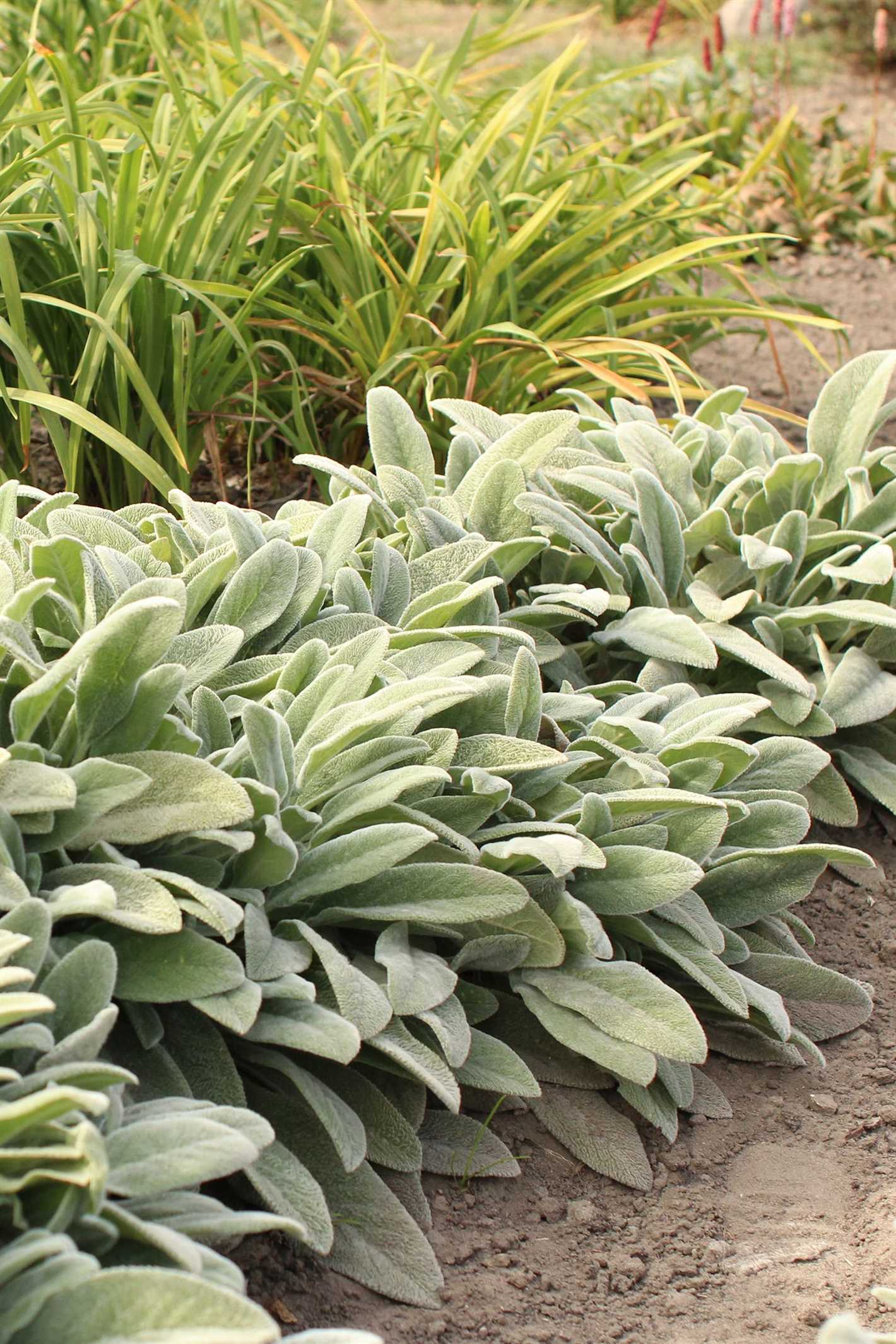 Features of Hosta