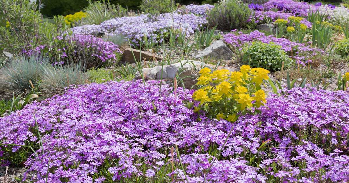 Vinca Minor: Low-Maintenance Ground Cover for Shaded Areas