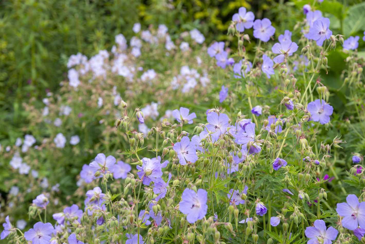 Ajuga Reptans: Colorful and Drought-Tolerant Ground Cover