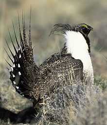 3. Ruffed Grouse