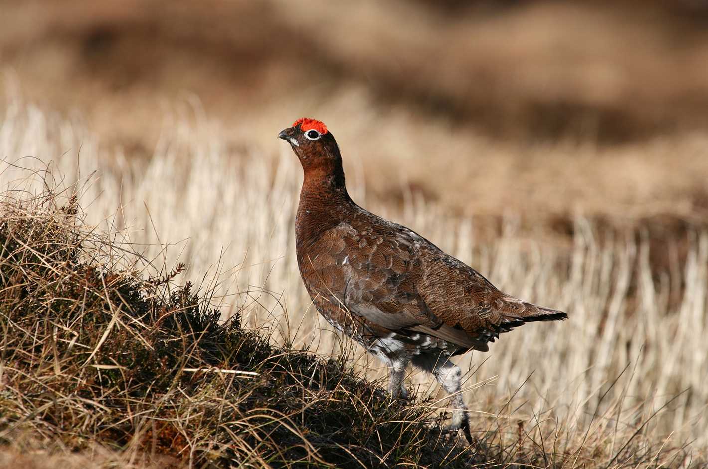 Popular Types of Grouse