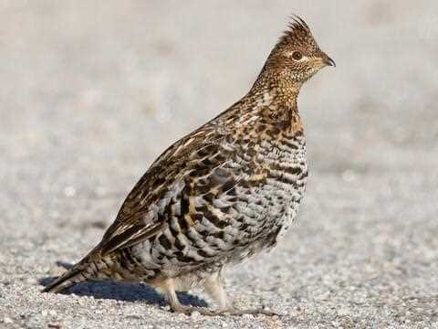 Grilled Grouse Salad