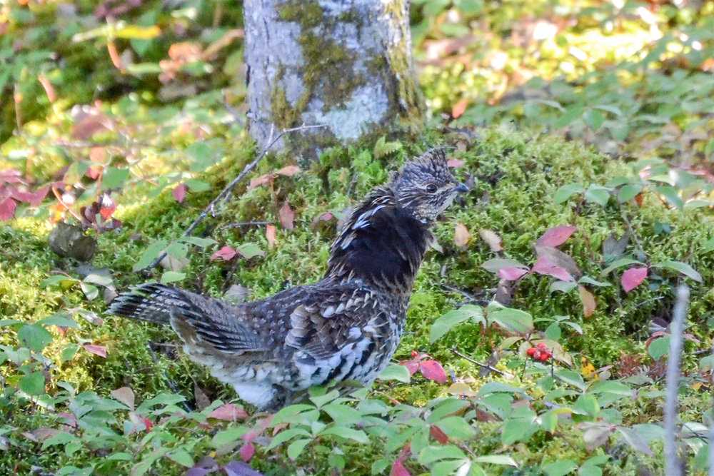 4. Capercaillie