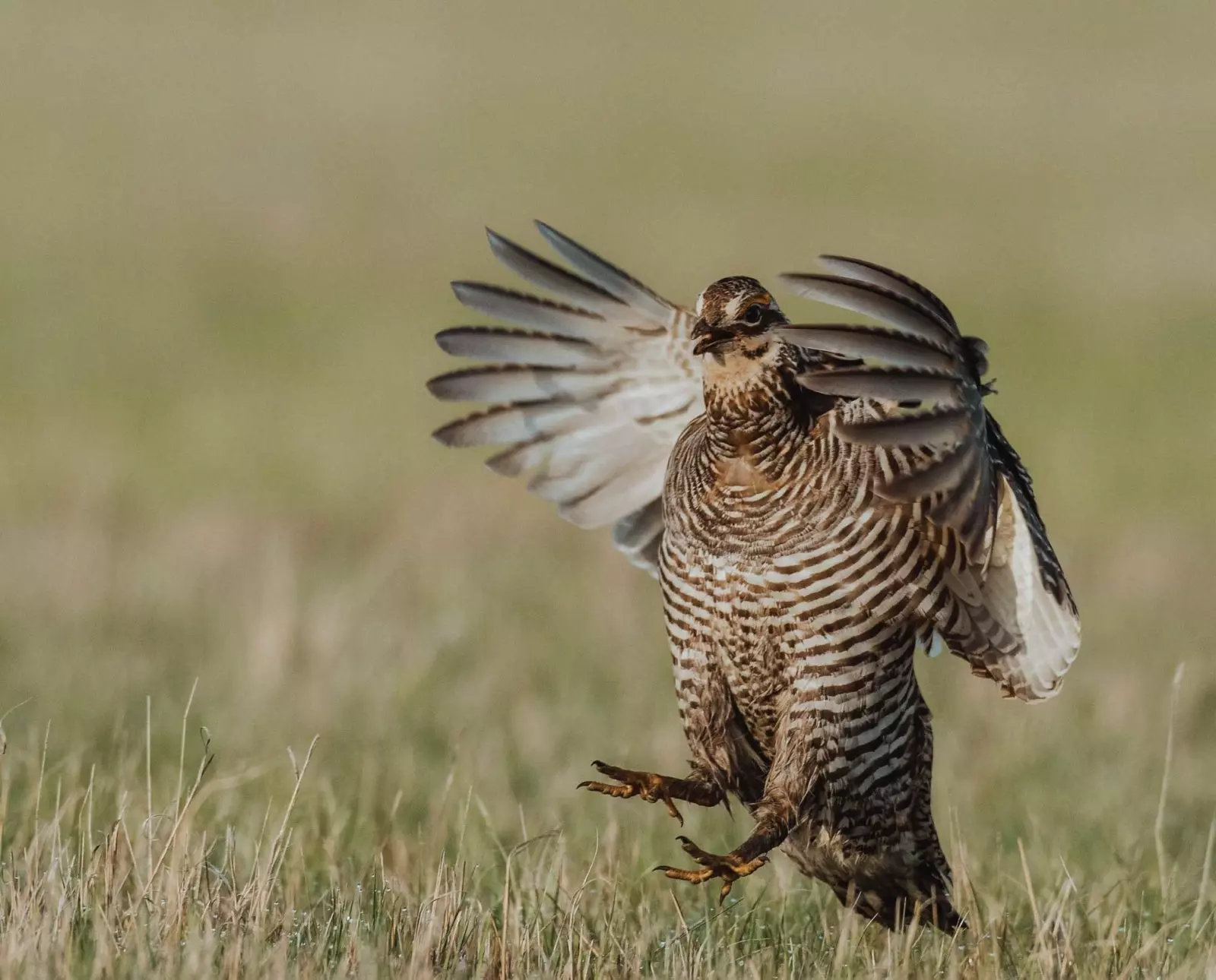 Tips for Planting and Caring for Grouse