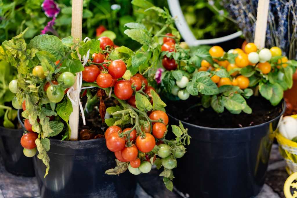 Watering and Fertilizing Your Balcony Garden