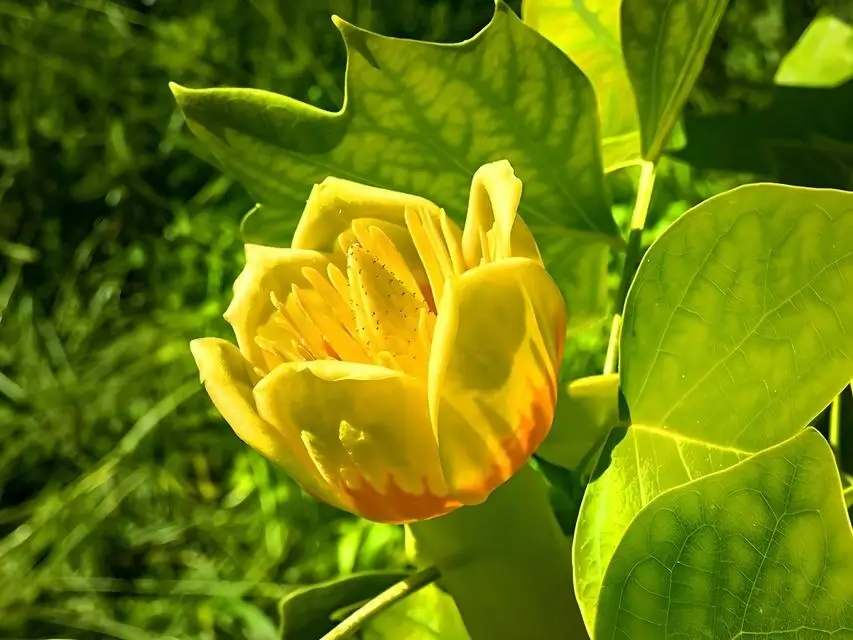 Poor Growth or Wilting Leaves