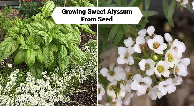 growing alyssum seedlings