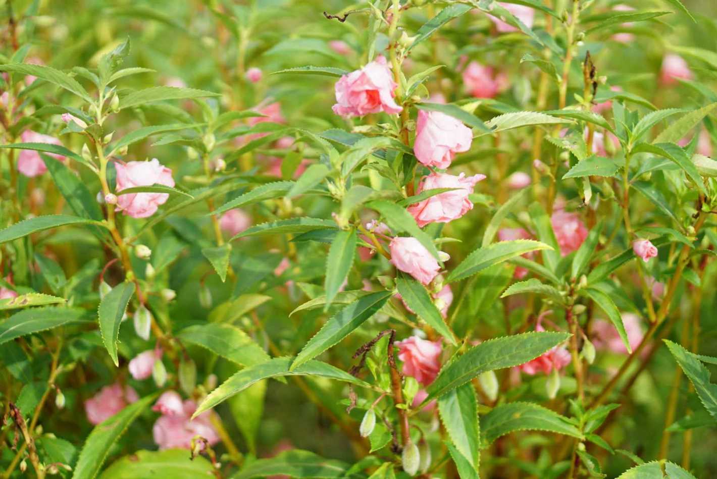 Harvesting and Storing Balsamina Seeds