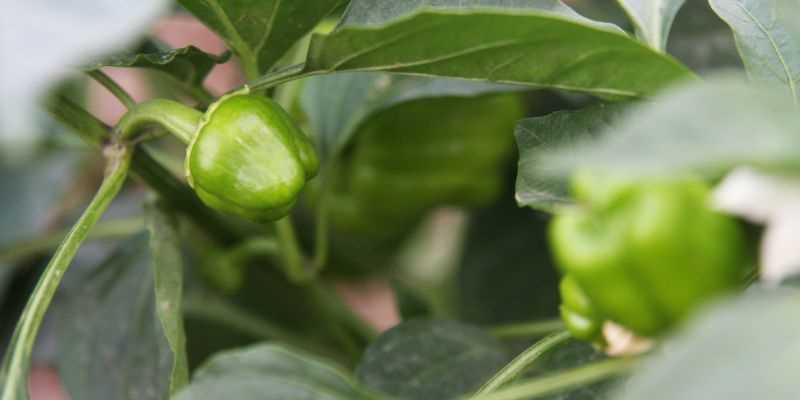 Sowing and Germinating Bell Pepper Seeds