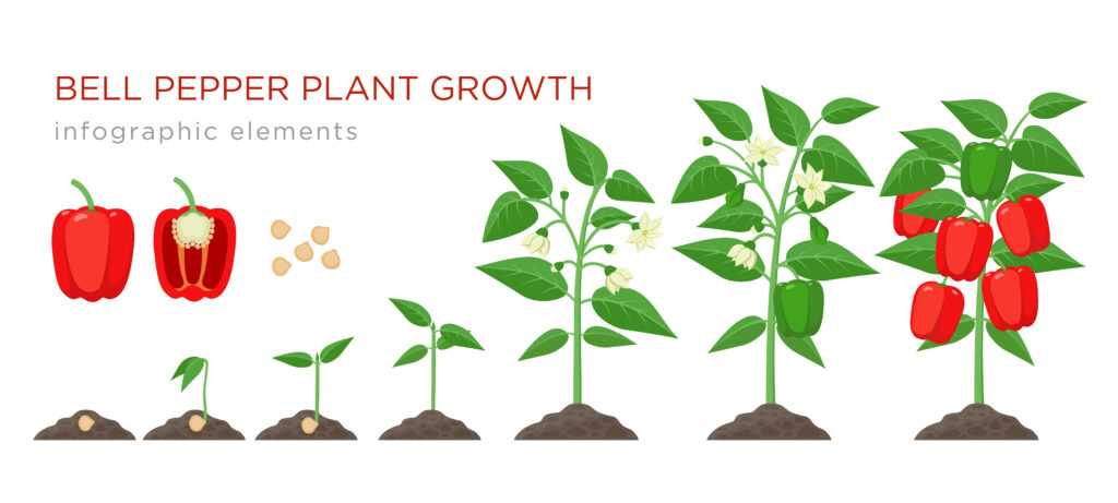 Proper Soil Preparation for Bell Peppers