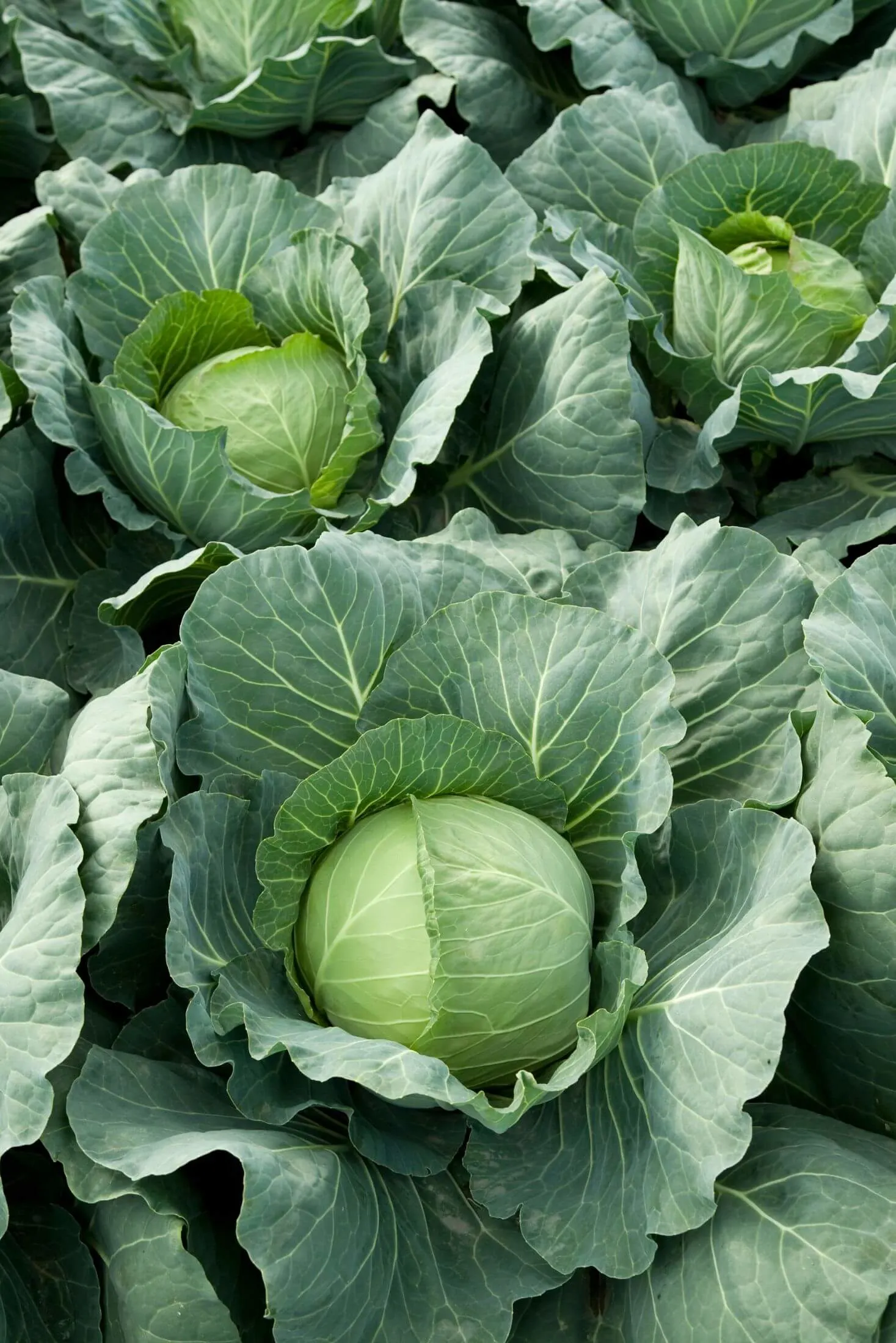 Transplanting Cabbage Seedlings to the Garden