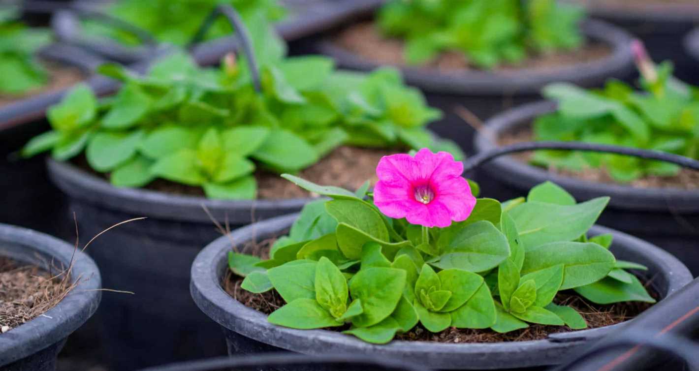 Sowing Calibrachoa Seeds: Step-by-Step Guide