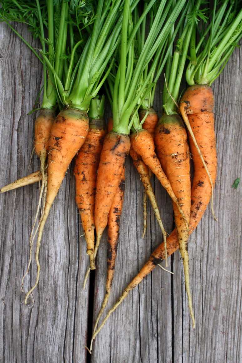 Preparing the Soil for Carrots